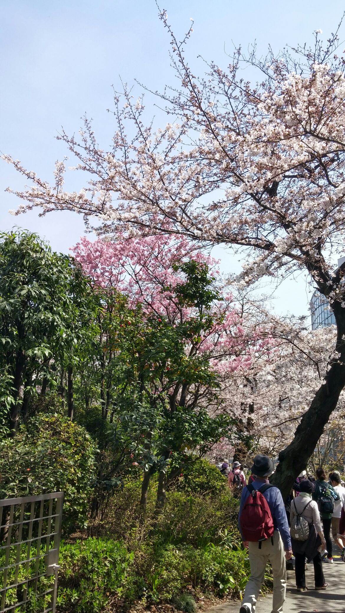 桜ウォーク桜.jpg