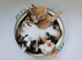 猫：鍋で満員.jpg