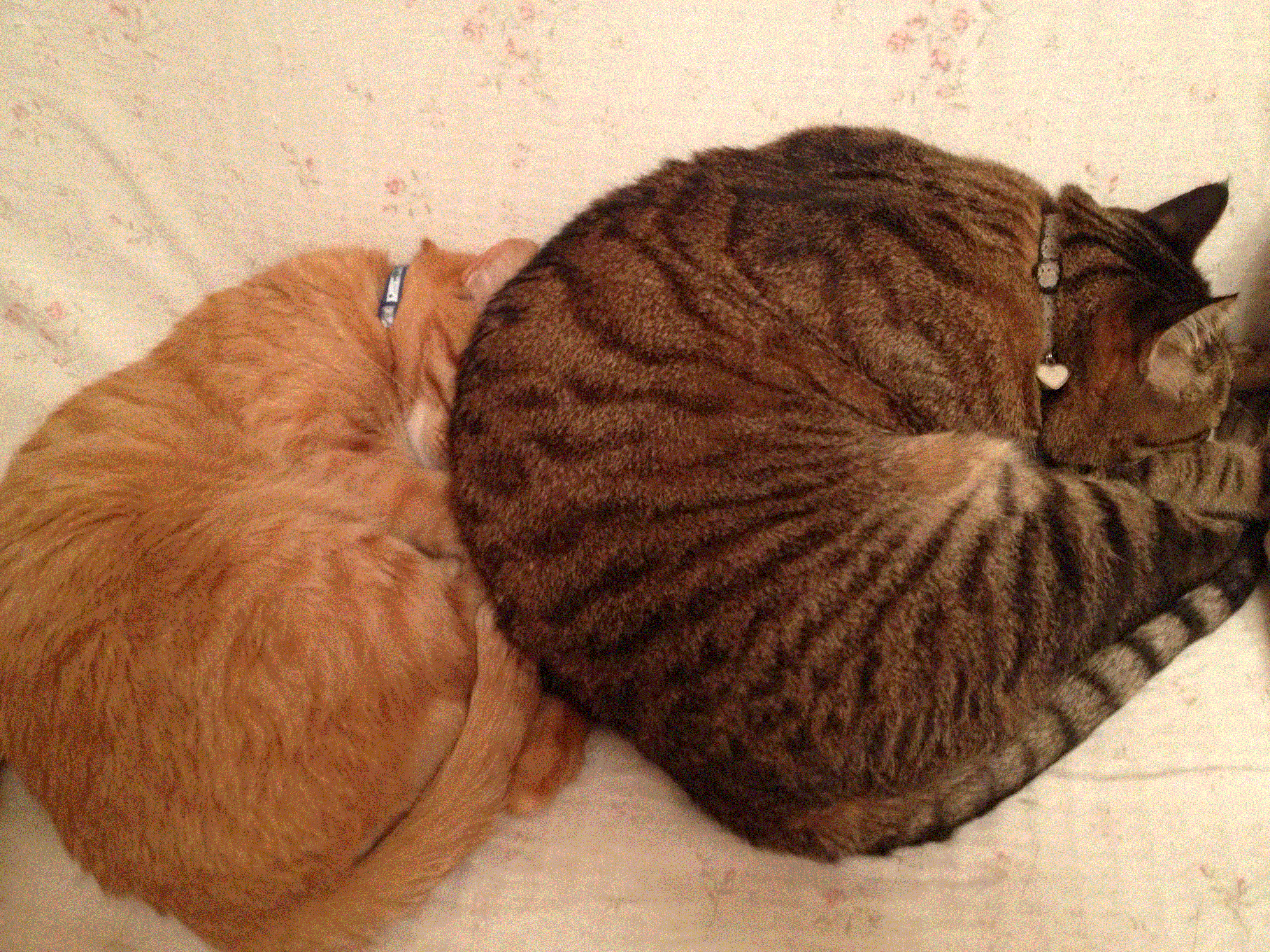 ウィングローブ英語塾 坂戸鶴ヶ島校 うちの黒トラと茶トラアーカイブ